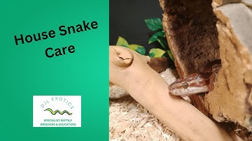 House Snake Care Guide | Setup, Feeding & Handling Tips