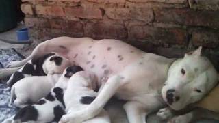 American Pitbull Terrier Cachorros Blanco Y Negro Jalisco Youtube