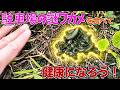 駐車場の謎ワカメを食べて健康になろう！