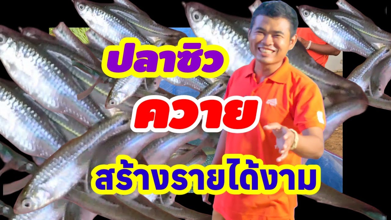 จะเริ่ม​ต้นอย่าง​ไร​ในการเลี้ยงปลาซิวให้มีรายได้