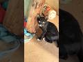 Look 👀 amazing Kitten #cat #kitten #shorts #shortvideo