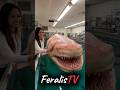 Animal Metamorphosis Amazing Sharks Animaljourney Animaltransformation Wildlife Animalgrowth Animal Metamorphosis Amazing Sharks Animaljourney Animaltransformation Wildlife Animalgrowth