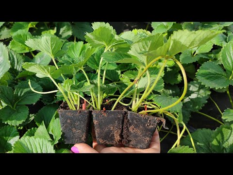 Саженцы клубники🍓 КАКИЕ