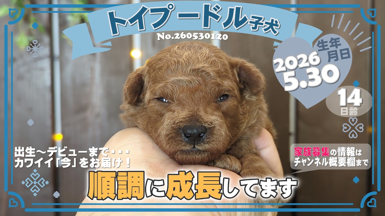 トイプードル子犬｜2026.5.30生（14日齢）②｜オレンジフォーン