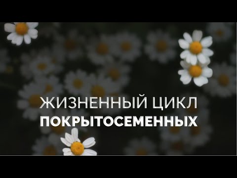 Жизненный цикл Покрытосеменных