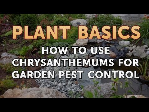 Video: Using Mums To Control Pests – How To Make Pesticides From Chrysanthemums