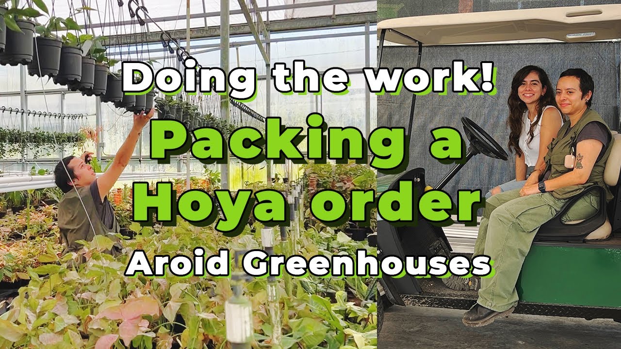 Come to work with us Let's pack up a Hoya order at our Aroid