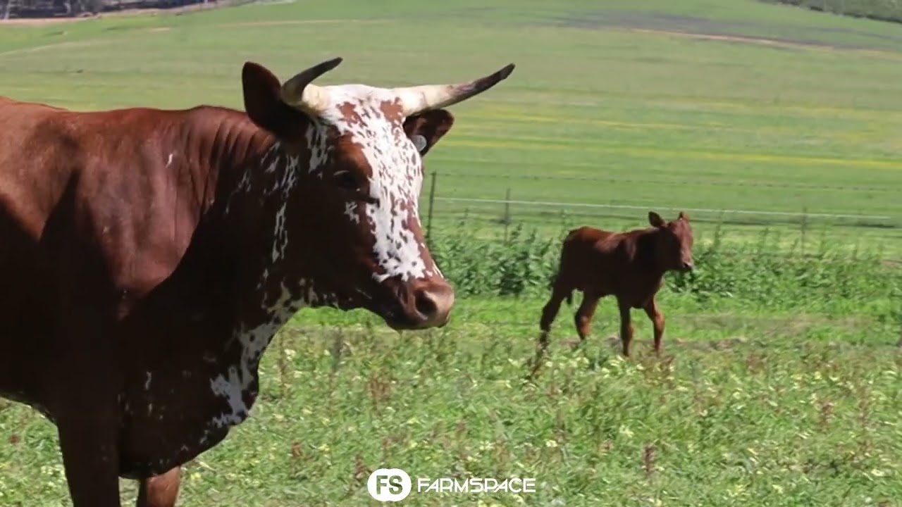 Exsteen Nguni's bied aan Lot 68 - EX 19-436 by die Nguni Regainer Groep Veiling, 13 Oktober.
