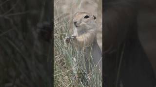 Caught Munching! Richardson’s Ground Squirrel 🐿️