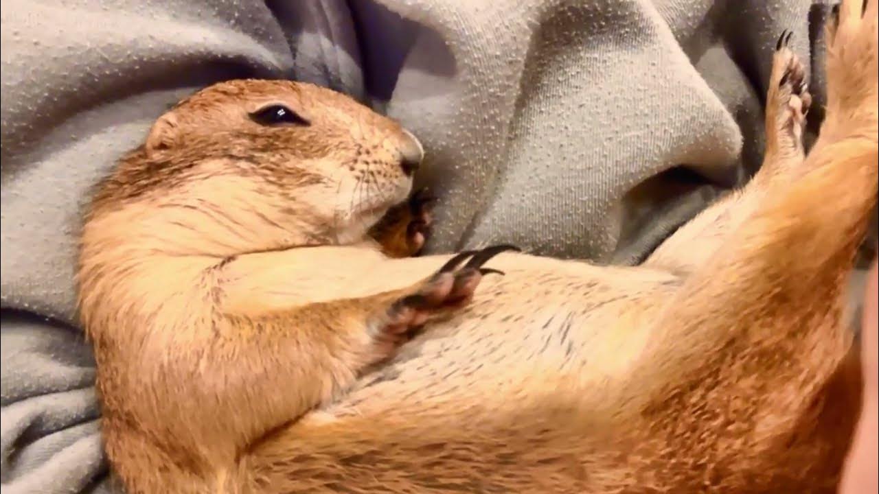 腕の中でウトウト甘え鳴きするプレーリードッグMomiji Prairie dog squealing in arms 54 YouTube