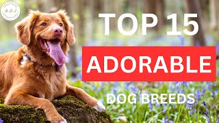 the 10 most affordable tiny dogs  the cheapest dog breeds to buy