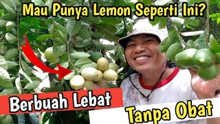 Cara Agar Jeruk Lemon Berbuah Lebat