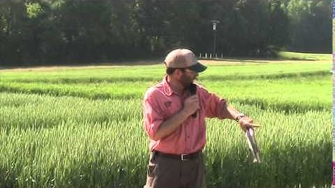 Comparing Broadcast and Drill Planting Methods in Wheat