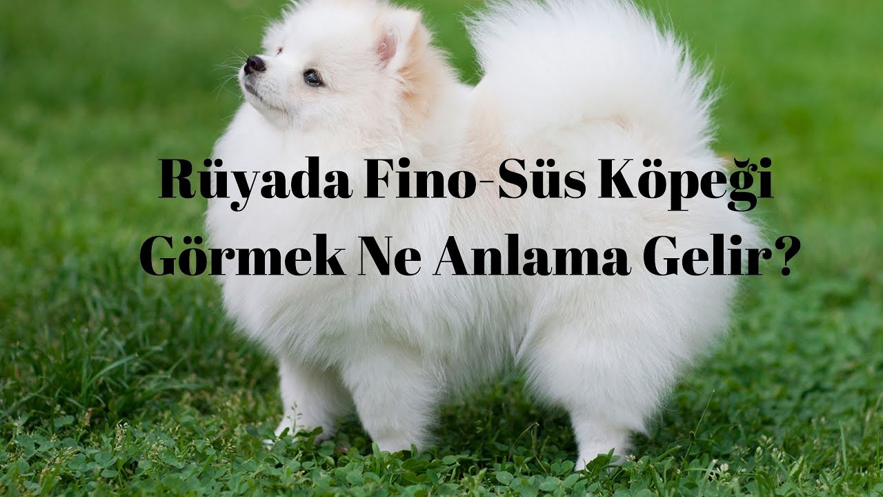 Ruyada Fino Sus Kopegi Gormek Ne Anlama Gelir Youtube