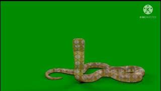 Nagin 2 shivani white snake on green screen copyright free