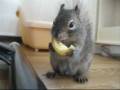 スイカのようにバナナを食べるリス