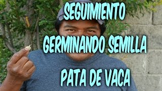 Seguimiento germinación semilla pata de vaca