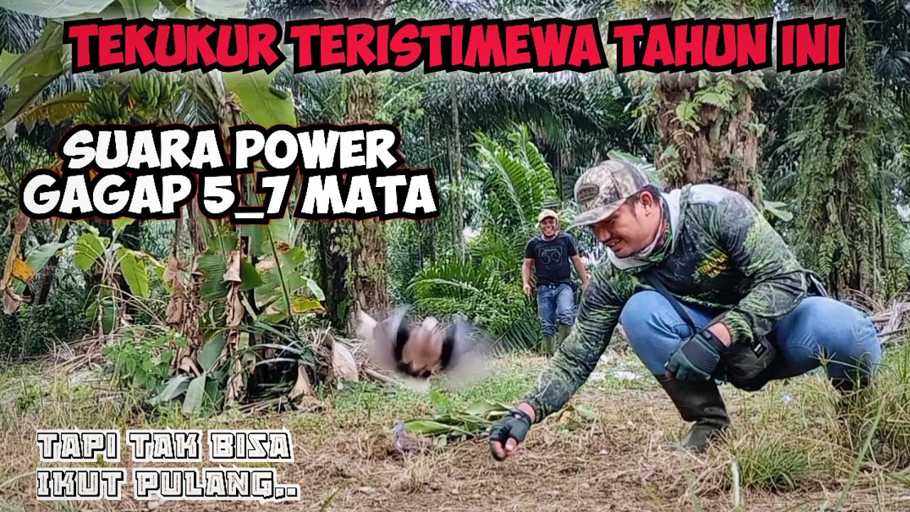 Tekukur Teristimewa Tahun Ini 👍 Gagap 5_7 Mata Harus Berakhir Kekecewaan
