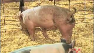Selecting and Feeding Your Show Pigs