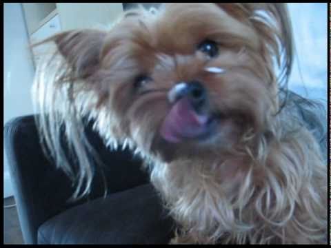 Epic Dog Pokes Out Tongue: Slowmo