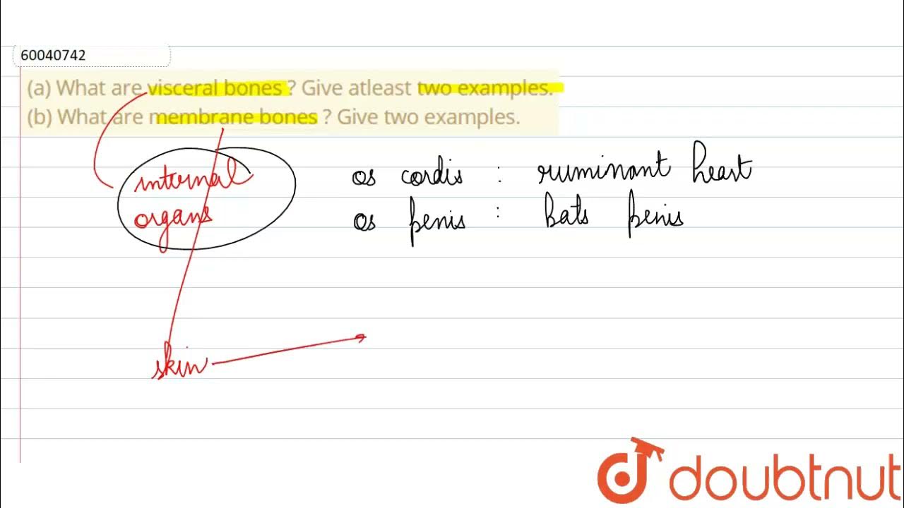 (a) What are visceral bones ? Give atleast two examples. (b) What are