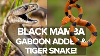 BLACK MAMBA, GABOON ADDER & TIGER SNAKE! HERPING SOUTH AFRICA & eSWATINI! 🇿🇦 🇸🇿