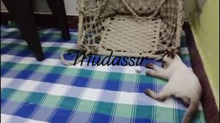 *🔥SIAMESE KITTENS FOR SALE🔥*  ```🍫CHOCOLATE POINT KITTENS💥FRESH ACTIVE QUALITY💥REASONABLE PRICE
