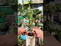 Outplant flower garden decoration beautiful #shorts #plants #garden