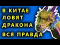 В Китае проснулся дракон, Страшные звуки в горах, Дракон в Китае  - правда или  очередной фейк ?