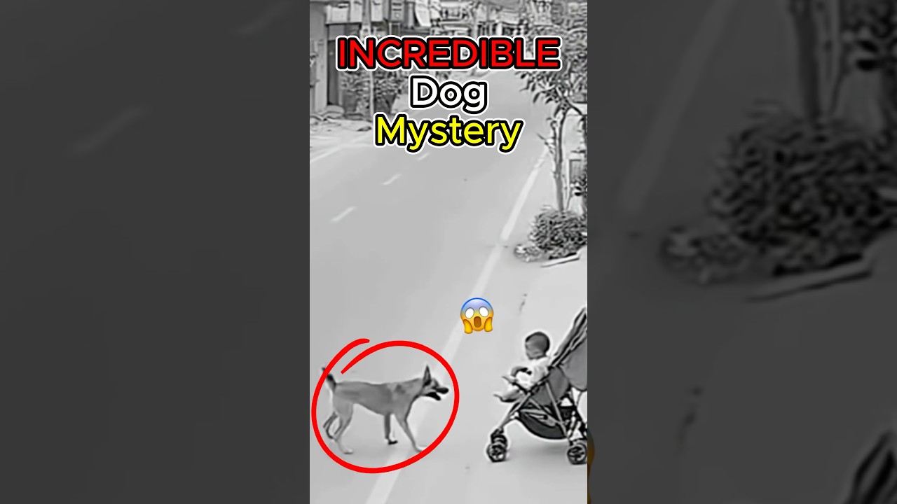 Dog Senses Danger and Saves Mom and Baby Seconds Before Disaster 🐕😱