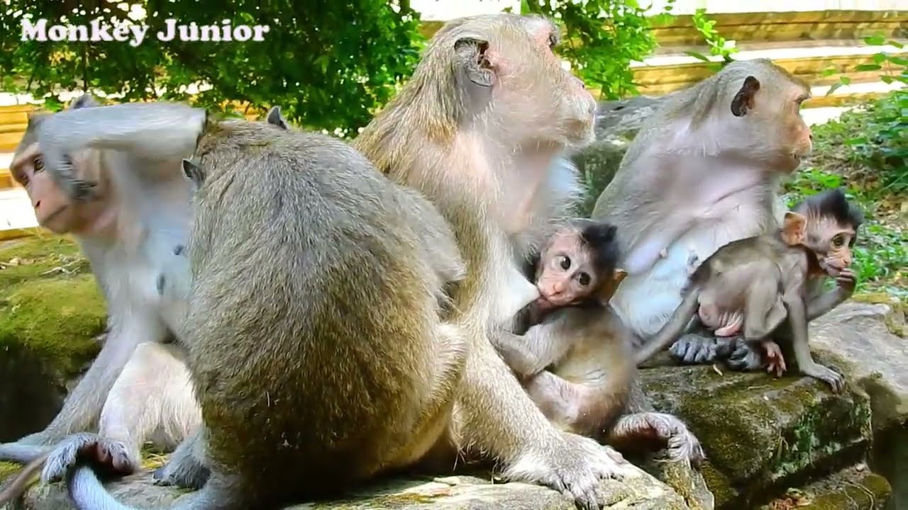 Julina is weaning baby till Viola attempts to kidnap Jasper from her