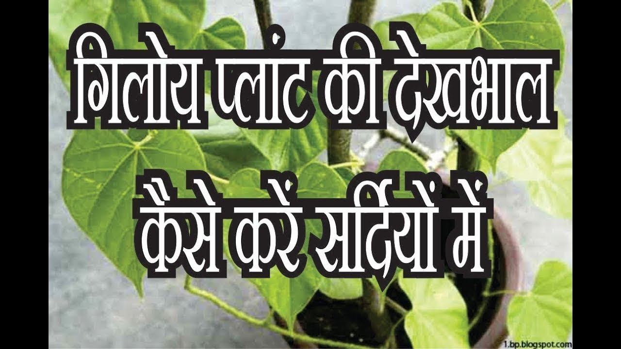 How To Grow giloy Plant With Cutting गिलॉय को कटिंग से लगाने का सरल