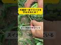 なぜスイカに針を刺す？農家の知恵がすごい #スイカ栽培 #伝統農法 #農家の知恵