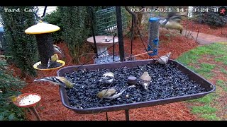 LIVE,    Bird Feeder Cam