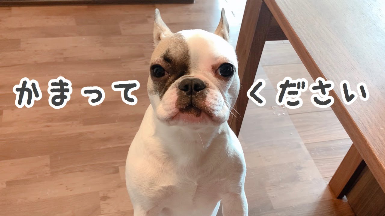 フレンチブルドッグ かまってほしい犬vs仕事したい飼い主 ほぼ毎日繰り返される戦い Youtube