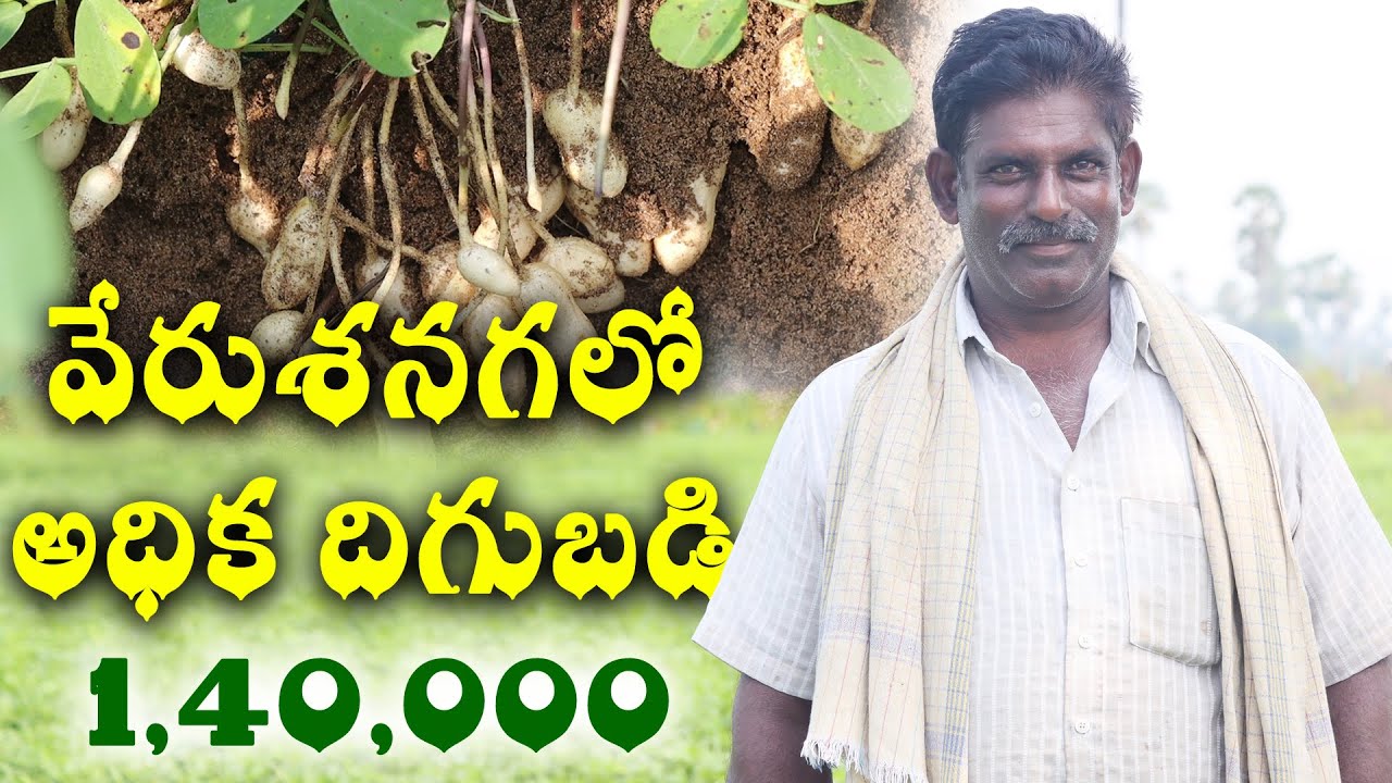 వేరుశనగ లో అధిక దిగుబడి || Groundnut Farming in Telugu || Sreekaram Farming