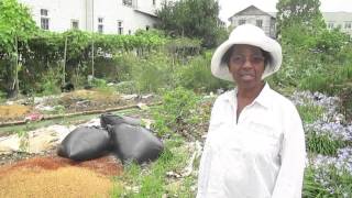 Madam of the Mirliton: New Orleans Garden