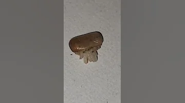 Cockroach Egg Hatching 