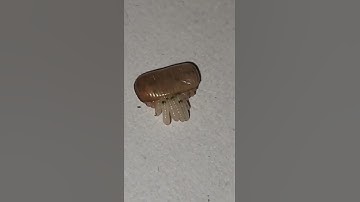 Cockroach Egg Hatching