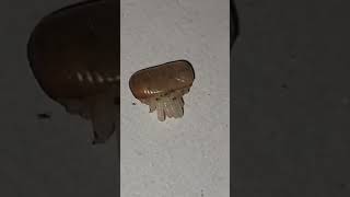 Cockroach Egg Hatching