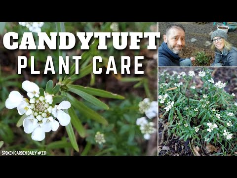 วีดีโอ: Candytuft Plant: วิธีปลูก Candytuft