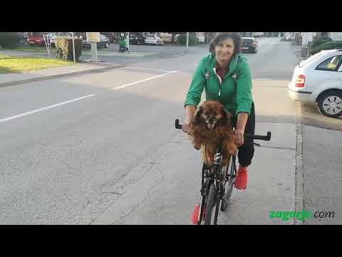 Bundaš - pas na biciklu (Dog on the bike)