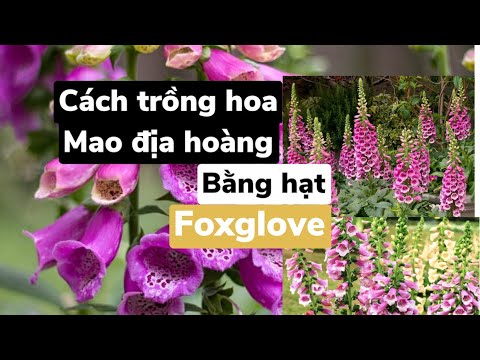 Video: Foxglove Flowers: Cách trồng Foxglove