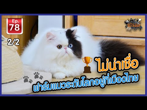 ไม่น่าเชื่อฟาร์มแมวระดับโลกอยู่ที่เมืองไทย - เพื่อนรักสัตว์เอ้ย EP.78 [2/2]