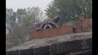 Dayton Ohio Animal In My Chimney Removal & Repair Experts