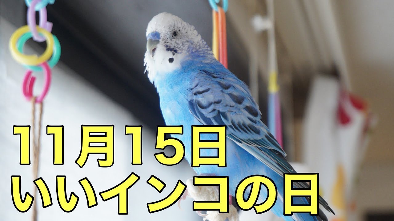 11月15日はいいインコの日！うちのインコはみんないいコです
