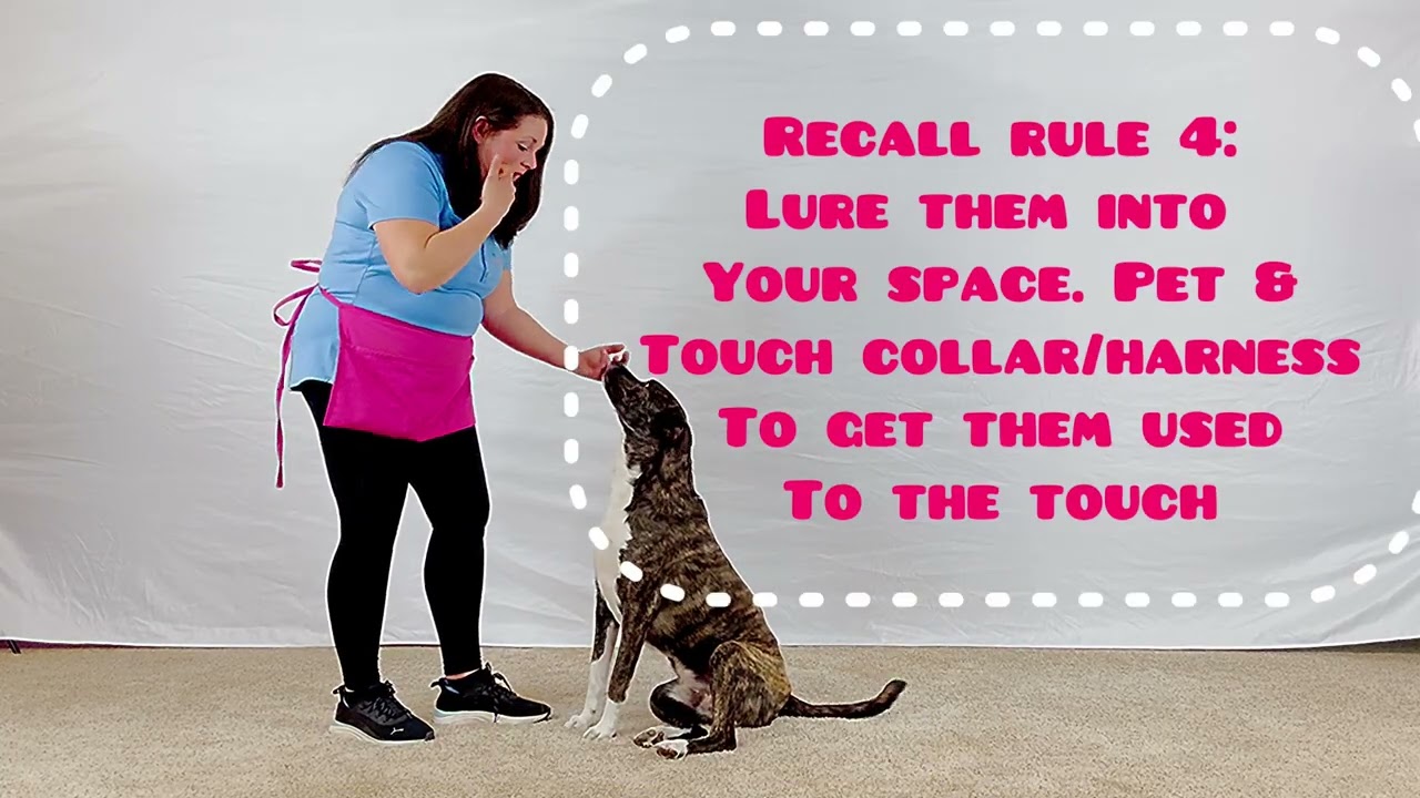 How to Train Name Recall for Dogs | Reliable Recall with Positive Reinforcement