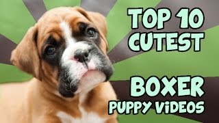 TOP 10 CUTEST BOXER PUPPY VIDEOS OF ALL TIME by TubeSpaghetti 959,291 views 9 years ago 4 minutes, 50 seconds