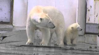 激しい雨に起こされたホッキョクグマ~Polar Bear awoke in rush of rain