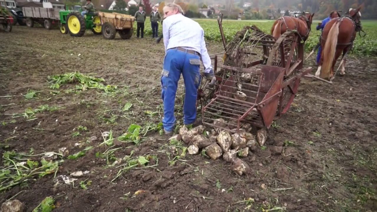 Die rote Rübenmaus - LKW Rübenverladung Rübenernte Nordzucker mouse loader loading sugar beet 2018